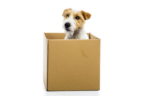 MudanzasBlog's tweet image. Hacer una #mudanza con #mascotas en casa no es nada fácil ¡No te pierdas estos consejos para que todo salga a la perfección! #mudanzas #empresademudanzas #blog #mudanzasbaratas buff.ly/2DLUA3r