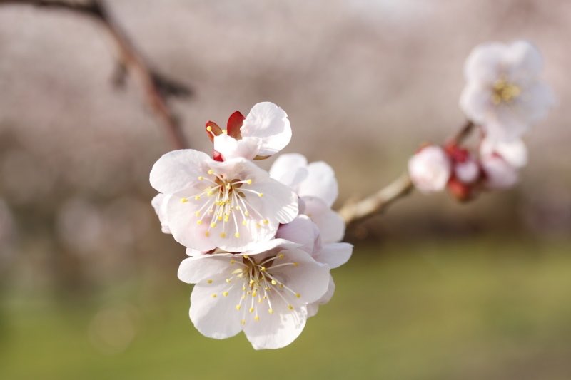 Happy are those who take life day by day, complain very little, and are thankful for the little things in life.