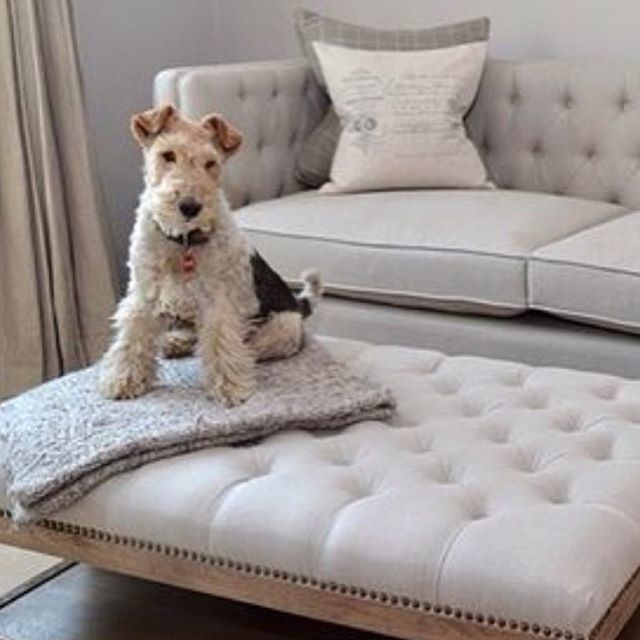 la_residence_In's tweet photo. One of the ultimate photos taken of Casper back in the early days when we first started our business 🐶 Who else knows of a dog who’d love to snuggle up on top of this ottoman ? #laresidenceinteriors #luxuryfurniture #luxuryinteriors #livelifeinstyle… https://t.co/IcbiCj7xFP https://t.co/Fb1foNu4Sr