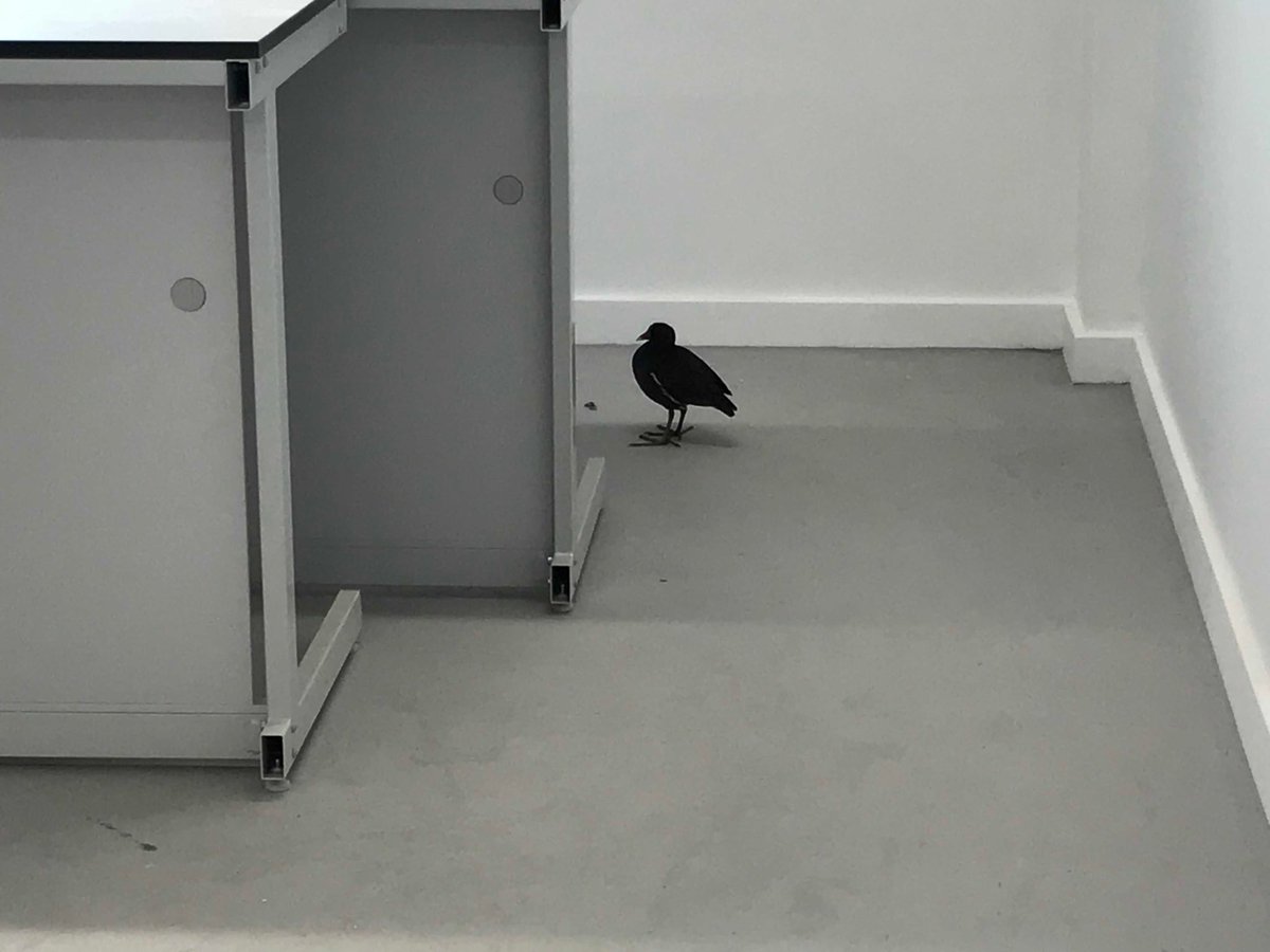 ashjroberts's tweet photo. An unexpected #beastsofuon on site @RADBuilding @UniofNottingham this morning. Unfortunately didn’t have the correct PPE or CCS card so had to be ejected from site #safetyfirst https://t.co/WYqS8GzjYP