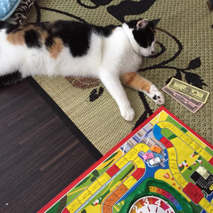 ミカサにゃんと人生ゲームをしようとしたのですが、ドル札を理解してくれなくて駄目でした。
猫に小判だねミカサにゃん…。 