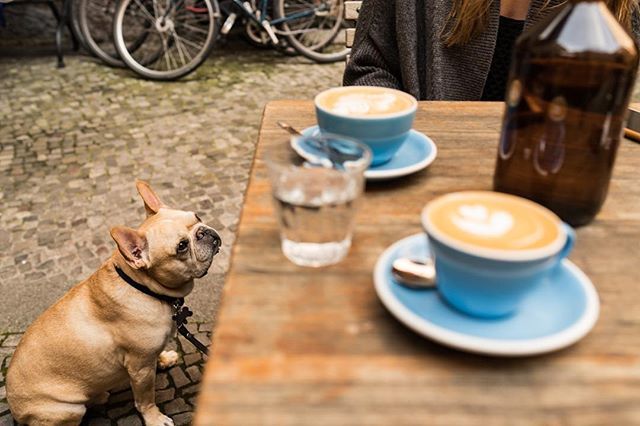 ABulldogAbroad's tweet photo. Can I have some? Enjoying our caffeine hit @father.carpenter. We love visiting here and enjoying the outdoor space. Pets are welcome #berlin #dogsofinstagram #cafe #berlindogs #dogsofberlin #frenchie #coffee #espresso #frenchbulldog #frenchielove #french… https://t.co/sHMr8ope1O https://t.co/3w4CjZR3Rn
