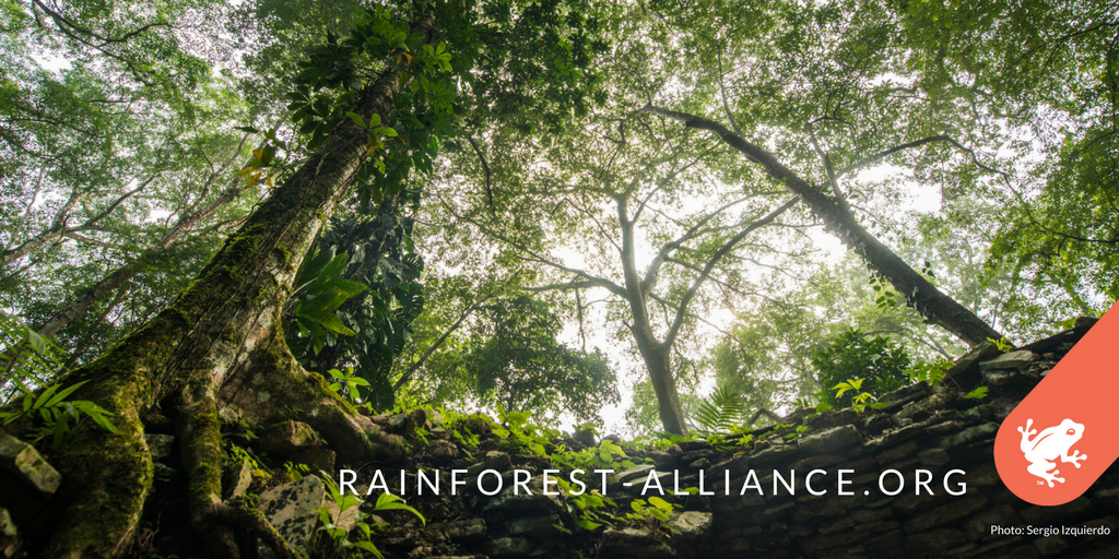 RnfrstAlliance's tweet photo. Trees know how to stay connected. Shouldn't we? We're #StrongerTogether: https://t.co/N0TZjMRXma #StrongForests https://t.co/NxXpM115sT