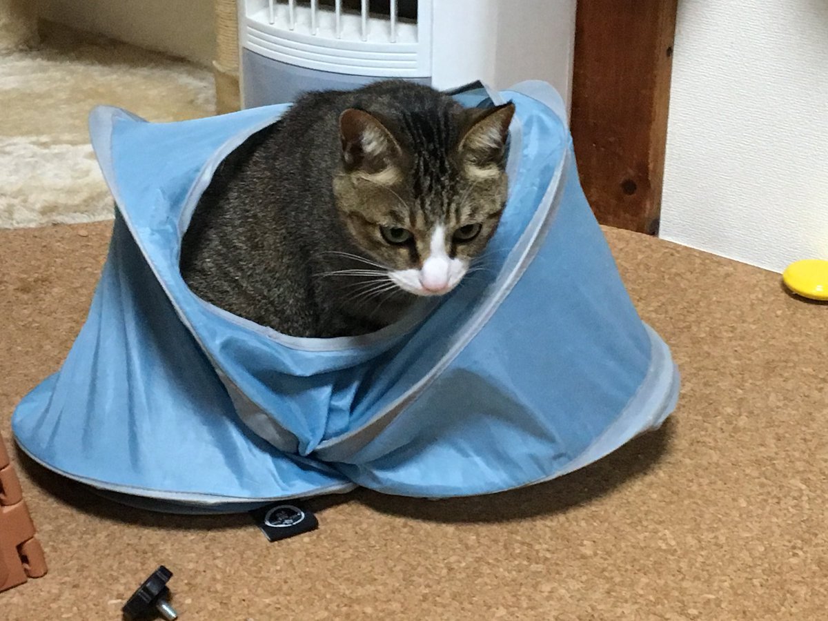 WTM666W's tweet photo. しかられたねこ https://t.co/bRjKlGeU47