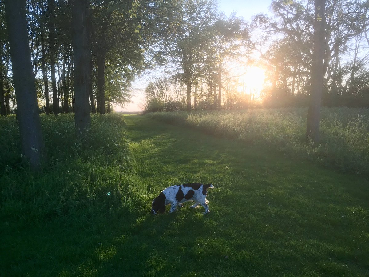 hanslope's tweet photo. Itβs that #CowParsely time of year #Loveit https://t.co/LMF3HHgmi3