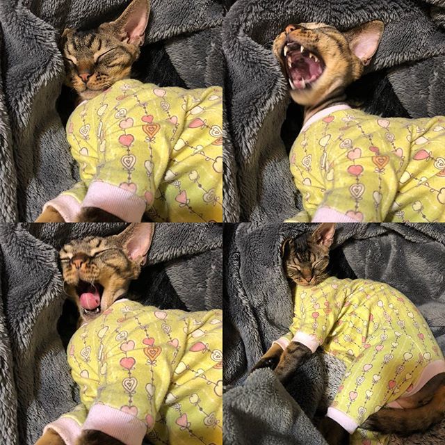 SimplySphynx's tweet photo. Devlin is drunk. #whenthepartysover #devlinthedevo #devonpest #hellofromthedevonside #devonvex #rexoftheday #devonrexcat #devonrexofinstagram #planetdevon #cutecat #cutecatsblog #catlady #catlover #catstagram #cat #cats #cats_of_instagram #meow #catsofig… https://t.co/FYGfvocp3J https://t.co/PuoJUq2oZF