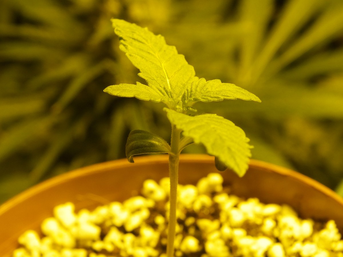 ShaggyGrower's tweet photo. A #SpaceCookies working on it's first three-fingered leaf. All five are progressing well. Remember, they were started on 4/20.
Seeds by @paradiseseeds
#SCGrow #Weed #Cannabis #CannabisCommunity https://t.co/jolpMgoyVa