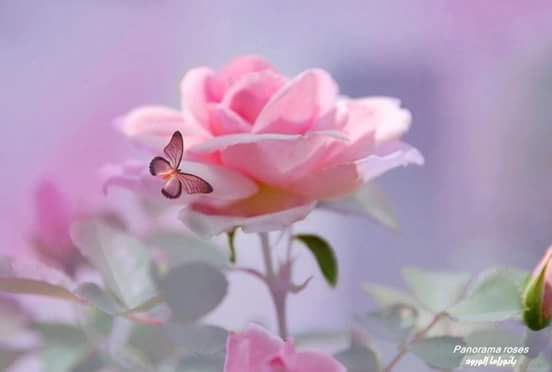 wajdan_e_ishq's tweet photo. 🎊Congratulations 💯♨✌ I wish you many congrats on completing 10,000 followers 💰💰You deserve only the best 🔥✴✌ _________🍹🍹🍹
@_its__Eyas 🌺🥀🌺🥀🌺🥀🌺
🥀🌺🥀🌺🥀🌺🥀🌺🥀🌺🥀🌺 https://t.co/n2Fyzrfk8g