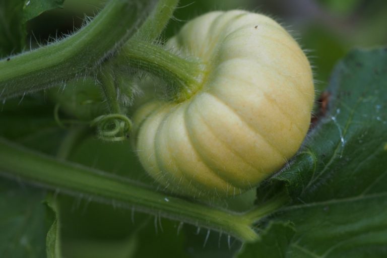 Are you growing any pumpkins this year? Here are some pumpkin growing tips!
#Gardening #Pumpkins #Vegetables #KitchenGarden #GrowYourOwn 
pumpkinbeth.com/2017/05/pumpki…