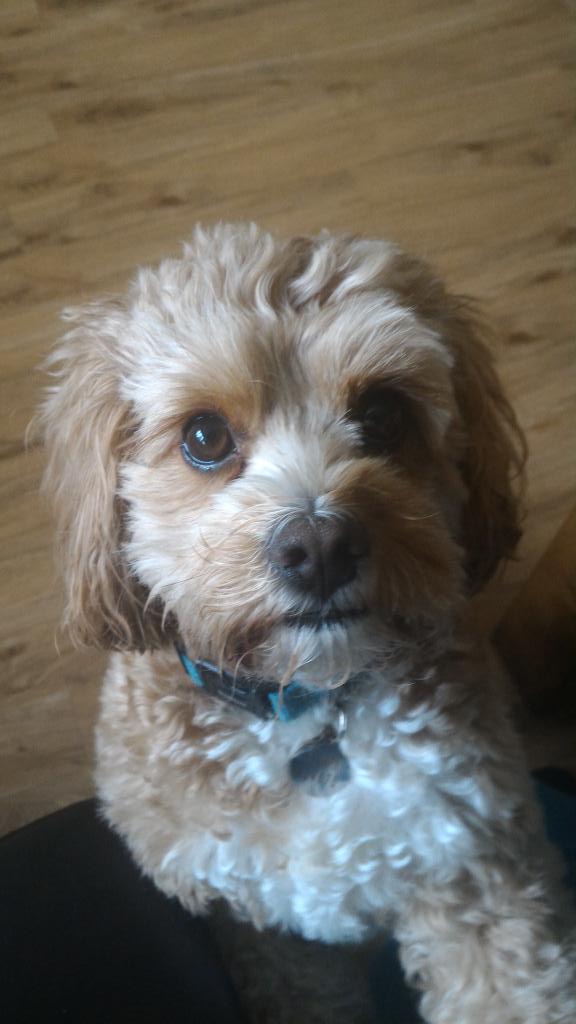 BenjithePATdog's tweet photo. Back again today! Cuddles galore from 11.30am. 💓💓🐾🐾💓💓 https://t.co/GyY9ScFVvv