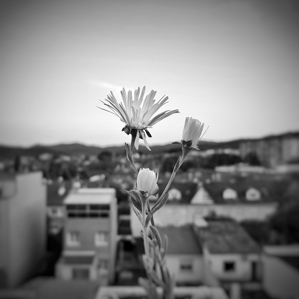 LabiblioRoures's tweet photo. Que la LLIBREtat no sigui flor d'un dia!!! https://t.co/sxd3fB1ylt