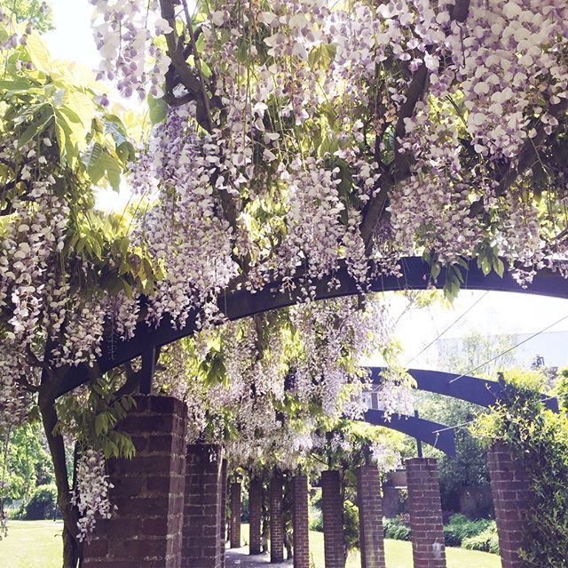 PaperPaperUK2's tweet image. It's time for #wisteriahysteria
.
.
.
.
.
.
.
.
.
.
#wisteria #purpledelight  #wisteriainlondon #wisteriawatch #abmplantlady #springvibes #postcardplaces #bbctravel #beautifuldestinations #passionpassport #flowermagic #inspiredbypetals #flowersofinstagra… ift.tt/2FEtfkD