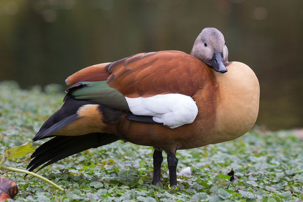 DSimonGames's tweet photo. "Various honks and hisses" - South African Shelduck. #BirdCallThursday https://t.co/pfPE2p11ob