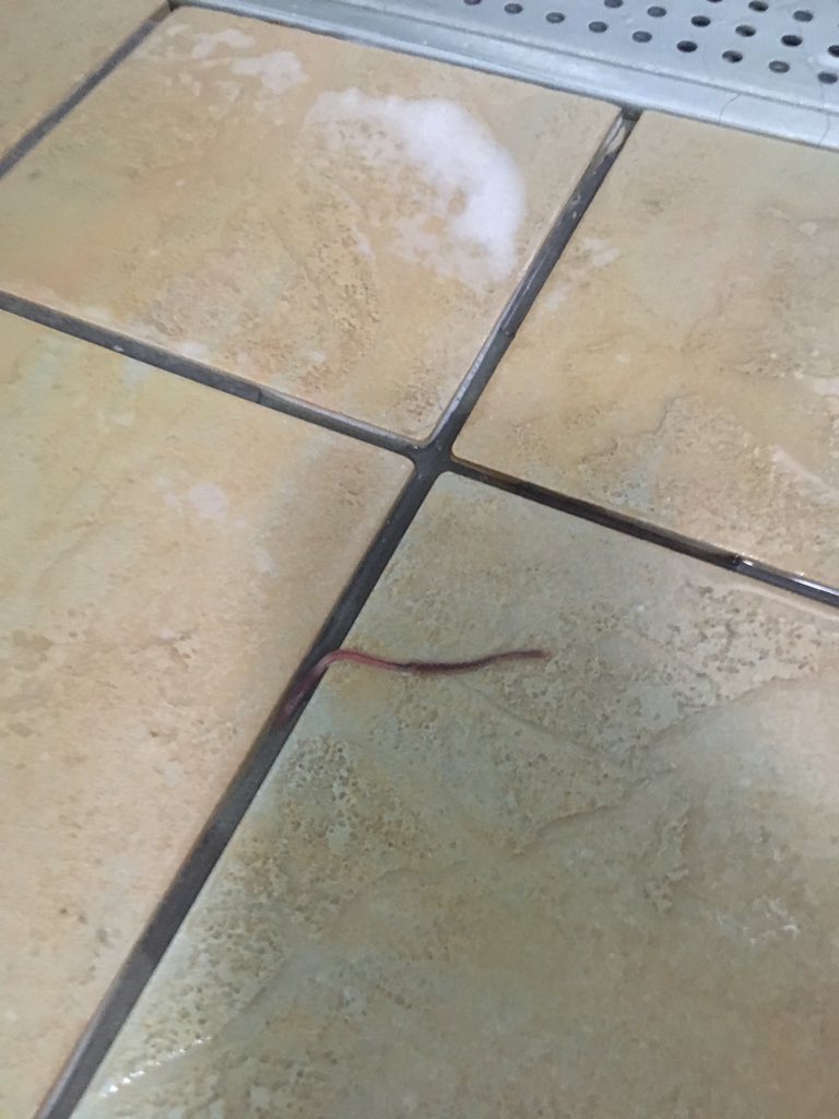 1_AliceSmith's tweet photo. @DuncanBannatyne I don't pay £30 a month to have worms in the showers. This has been going on for over a month and is in TWO of the manchester gyms! Quay street and Chepstow! SORT IT NOW https://t.co/STPGaV5N4m