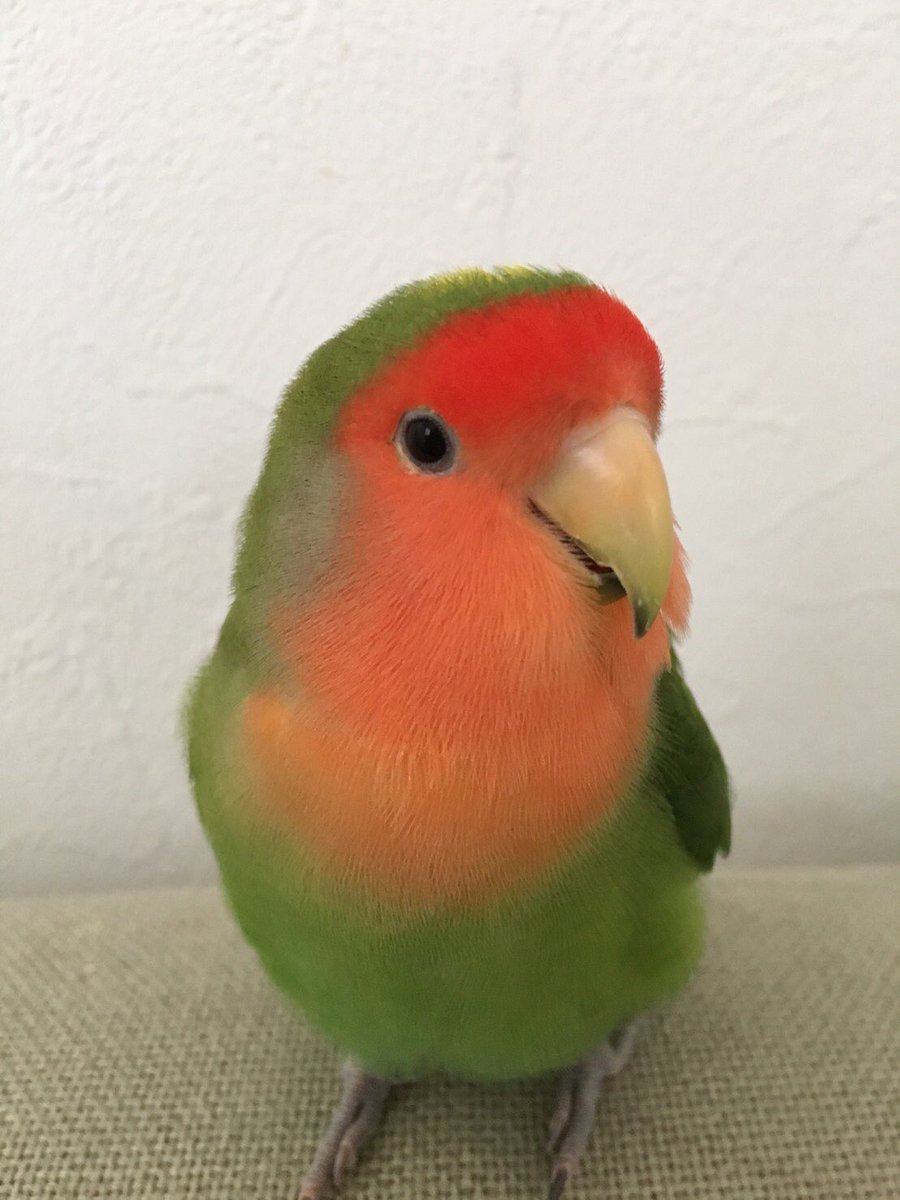 mkn89ky's tweet photo. 今日16時ごろ飼っていたコザクラインコが逃げてしまいました。大谷場2丁目辺りです。見つけたらご連絡お願いします（；＿；）拡散お願いします https://t.co/Cq6MKtREal