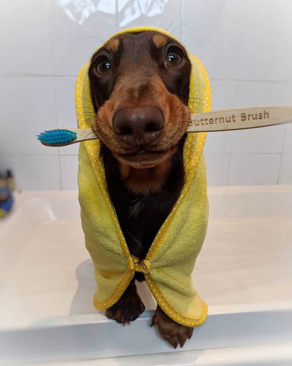 ButternutBox's tweet photo. You want the tooth? YOU canโt handle the tooth! โ๏ธ Read this weekโs blog post on doggy dental health, because dog smiles are the best. ๐๐ Click the link here for more! ๐ https://t.co/GkBzvvgH3b ๐ #ButternutBoxer https://t.co/cIw48POOMm