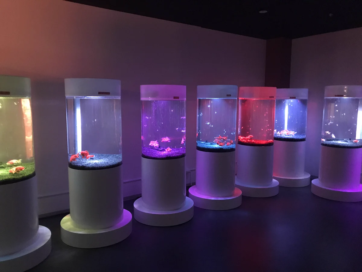 GWの穴場スポット！？奈良に新しくできた金魚ミュージアムがマジでガラガラらしい！
