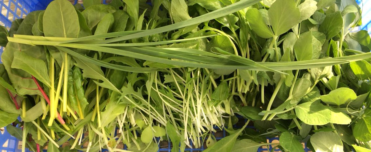 Zaterdag oogsten we de eerste oogst van het seizoen! Tussen 12:30 en 14:30 verkopen we: rucola, snijbiet, raapsteel, bosui, bladmosterd, spinazie en natuurlijk appelsap. Moestuin Deelhoven ligt id bocht van de Wittenburgstraat / Markt, achter de kerk. Kom jij ook? Retweet graag!