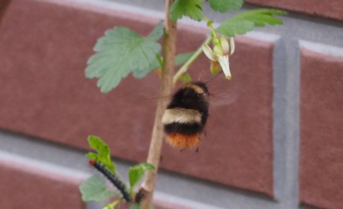 W えぞっぽ 昆虫すごいぜ 4時間目 クマバチ 録画みるなう 北海道では見ない 大きな蜂さん マルハナバチ もかわいいのでお忘れなく グーズベリーの花に飛んで来たら 先客の毛虫さんがいて びっくりした瞬間 既出 W えぞっぽ 昆虫すごいぜ 4時間目 クマバチ 録画みるなう 北海道では見ない 大きな蜂さん マルハナバチ もかわいいのでお忘れなく グーズベリーの花に飛んで来たら 先客の毛虫さんがいて びっくりした瞬間 既出