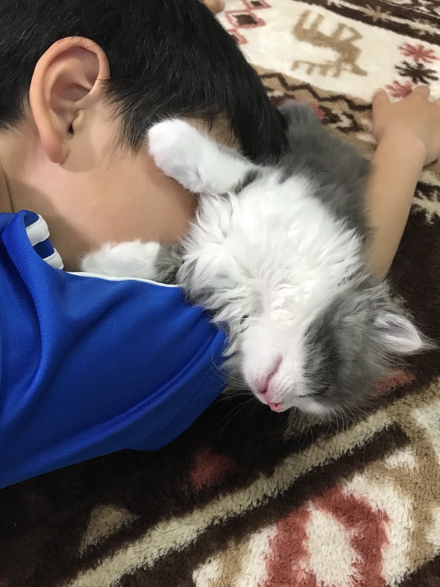 アランくん 可愛い寝顔 再び息子と昼寝 寝顔 子猫 アメリカンカール アメリカンショートヘア 猫飼いました アランくん 可愛い寝顔 再び息子と昼寝 寝顔 子猫 アメリカンカール アメリカンショートヘア 猫飼いました