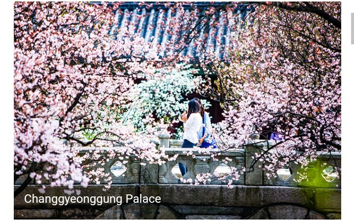 tinemdl_'s tweet image. 📍Changgyeonggung Palace 🌸
one of the major royal palaces in Seoul, is a prime spot to view cherry blossoms. The palace creates a gorgeous backdrop for photos made by an assortment of cherry blossoms, plum blossoms.

#SpringDestinations
#VisitKorea #KTOManila #WKS2018