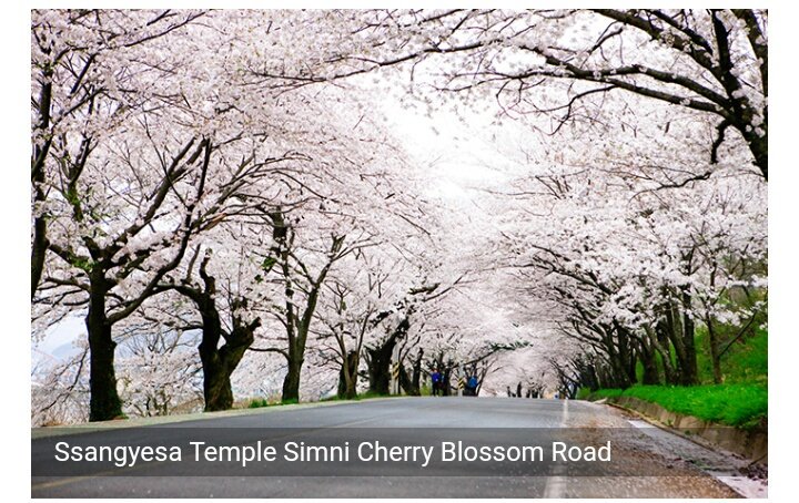 tinemdl_'s tweet image. 📍Ssangyesa Temple Simni Cherry Blossom Road 🌸 The road is often called the "wedding path" due to a belief that says couples who walk along the road when the cherry blossoms are in full bloom will fall deeply in love with each other.

#SpringDestinations 
#VisitKorea #KTOManila
