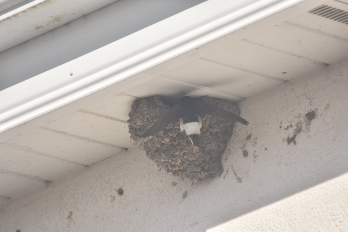 MAY: The house martins have arrived! they are currently around the back of the  @MarineInst lab making nests - hope to see them out the front shortly. Photo from Karl Philips  @FishEcoEvo