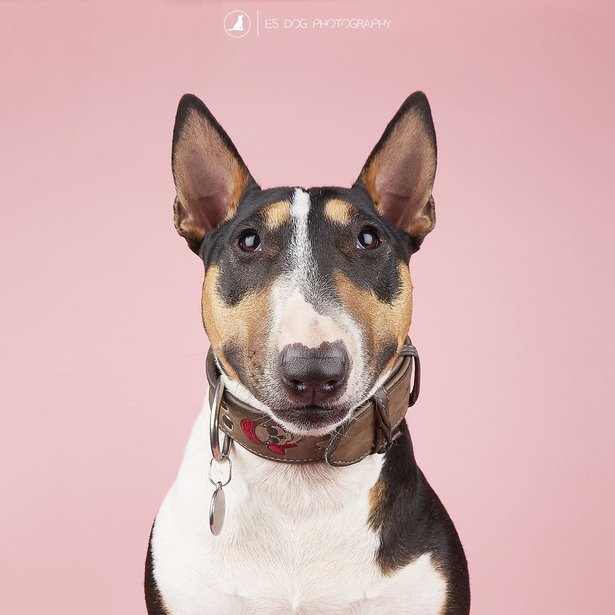 annawebbdogs's tweet photo. On today's Barking Hour 3-4PM @BBCRadioLondon, @jogoodradio we're chat to @RSPCA_official about #BigWalkies, plus @ButternutBox chats ingredients. And is it fair dogs are banned from most of our beaches? It's dog-centric!♥️🐶 https://t.co/bLLB2pLyAy