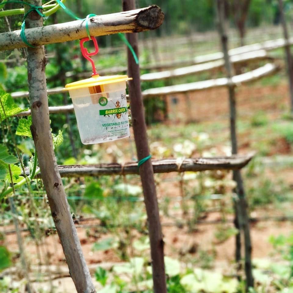 farmizen's tweet photo. Integrated pest management happening at our farms with the installation of fly pheromone traps.
These little containers lure flies- the same flies that bore nasty holes in veggies.
#pheromonetraps #bluejamoonfarms #pinkguavafarms #bigbanyanfarm #fightflies https://t.co/JKVor8w1xW