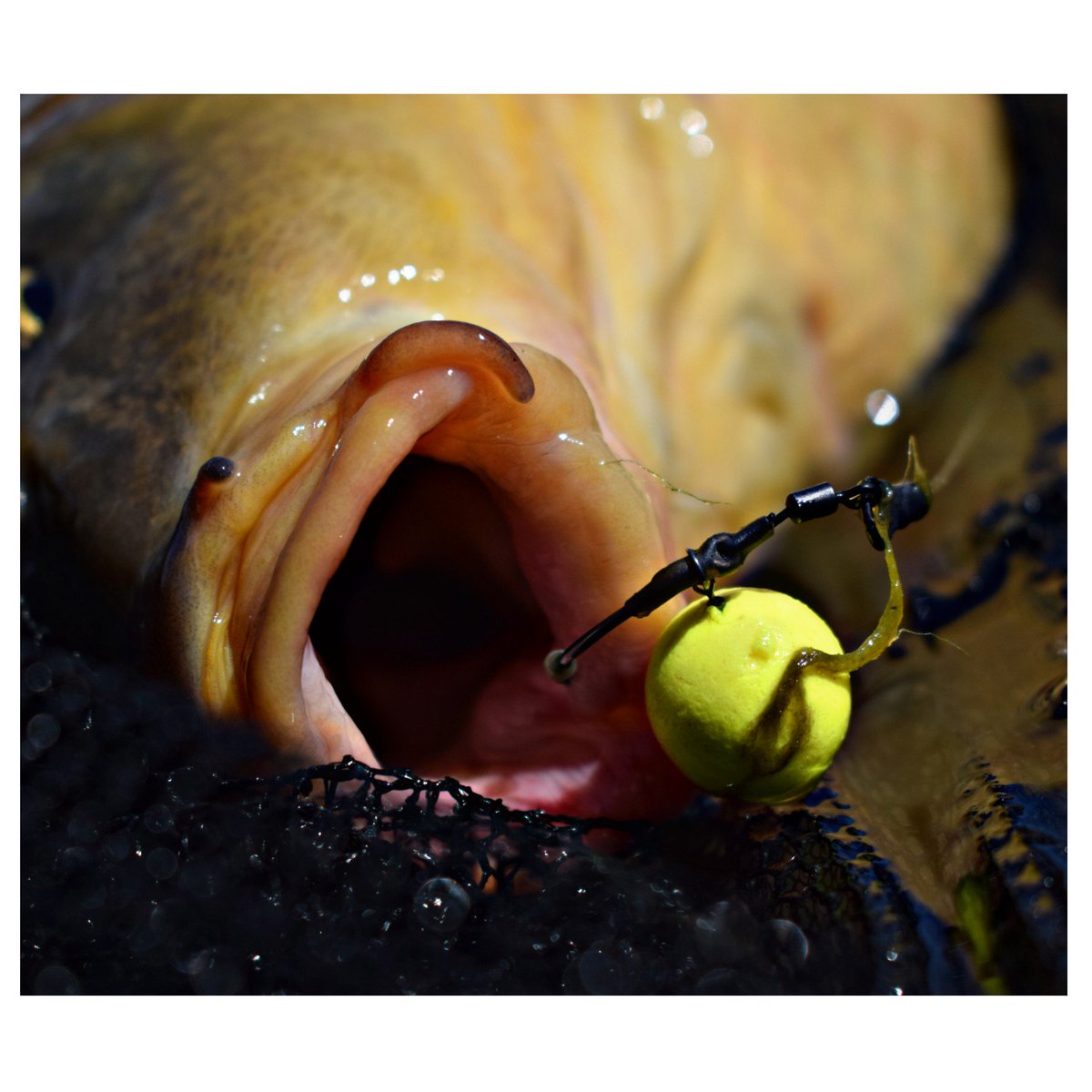 Fishing a local mere. A spread of SLK on a clear spot in the weed and a PB's pop up on a Ronnie rig. He weeded me up a few times but applying pressure and holding managed him to come free, and pulled over my Cord.
#thebeardedfisherman #tackleandbaits #DNABaits #kordaofficial