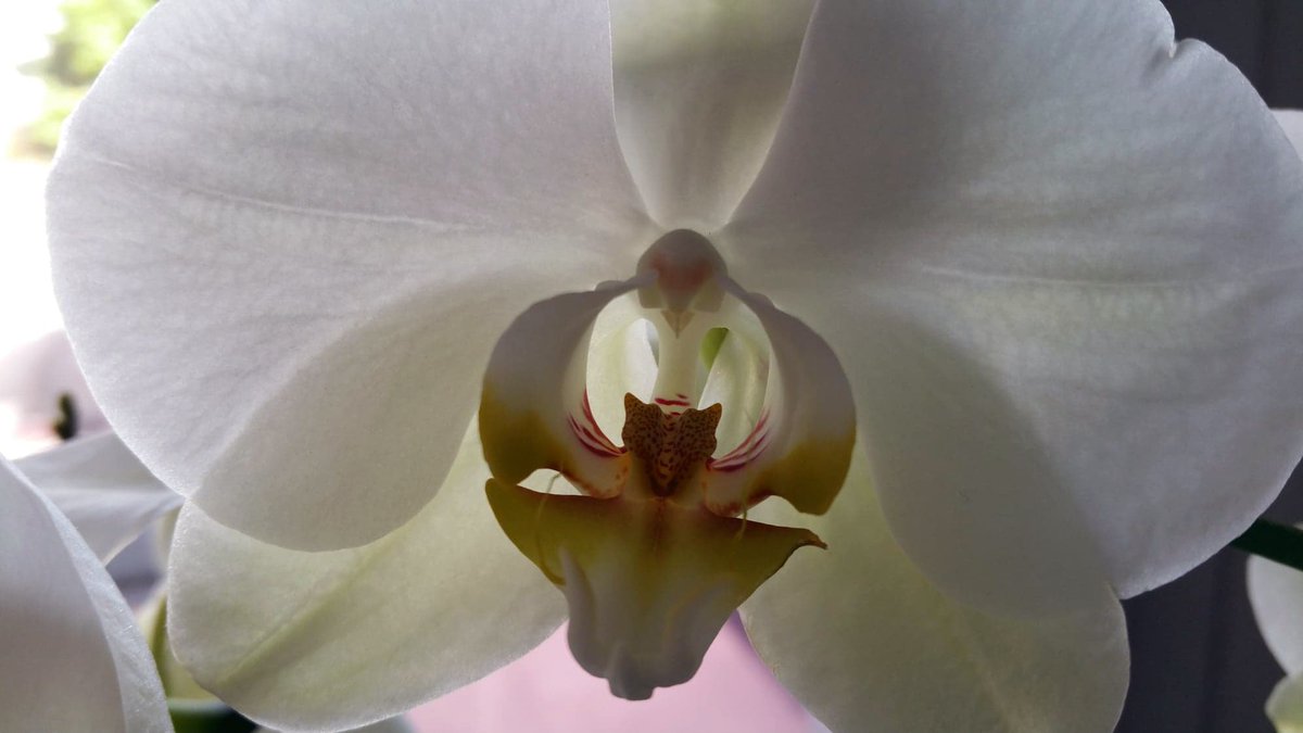 VendhomeImmo's tweet image. Quoi de mieux qu'un client satisfait, et qui vous le fait savoir ? ☺️💐#Merci #ClientContent #ClientSatisfait #VendhomeImmo #immobilier #aixenprovence #provence #aixmaville #ExperienceClient #QualiteService #JaimeLesFleurs #JeudiPhoto