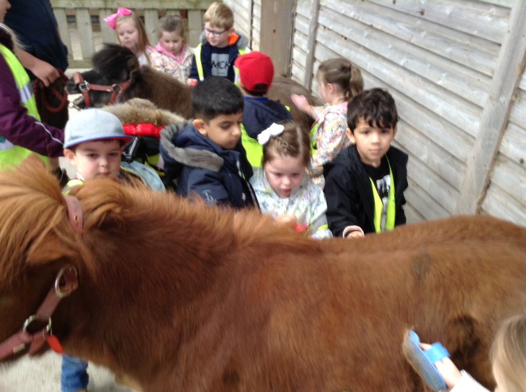 springwoodfs's tweet image. Grooming ponies #swhdaysout