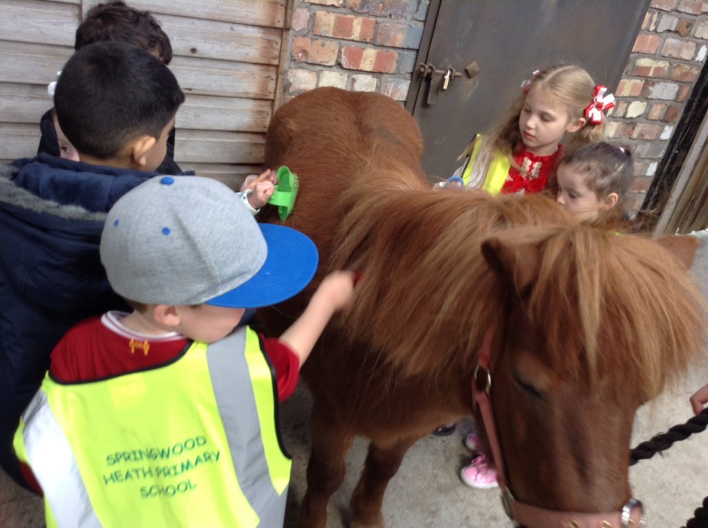 springwoodfs's tweet image. Grooming ponies #swhdaysout