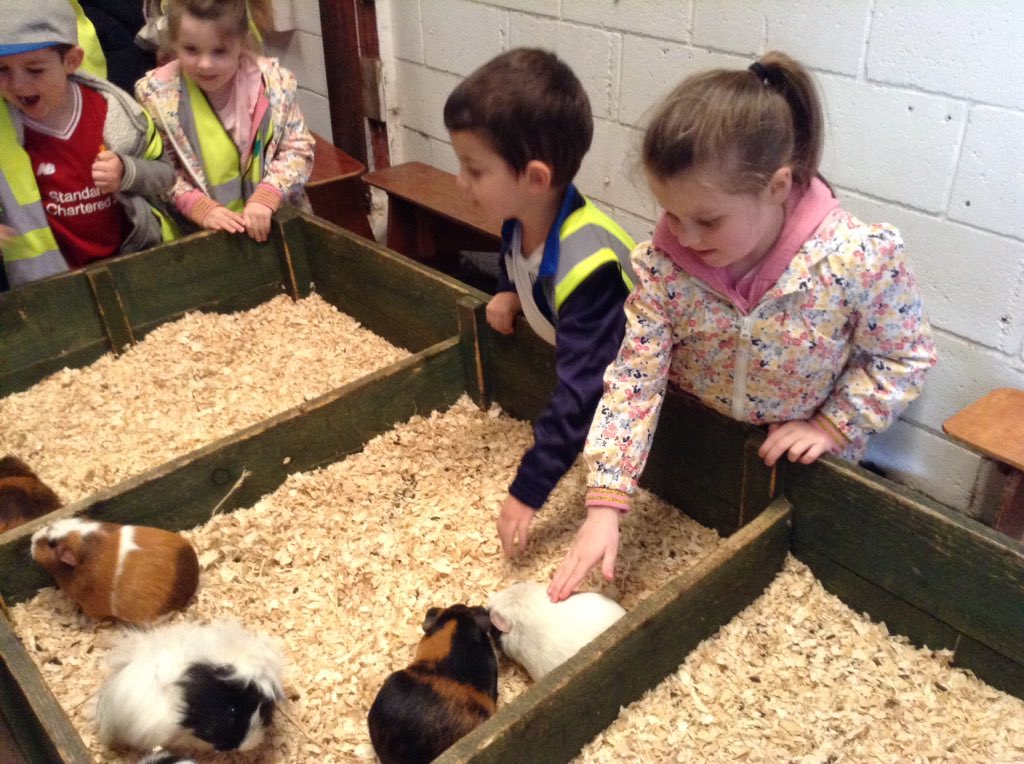 springwoodfs's tweet image. Time to see the Guinea pigs! #swhdaysout