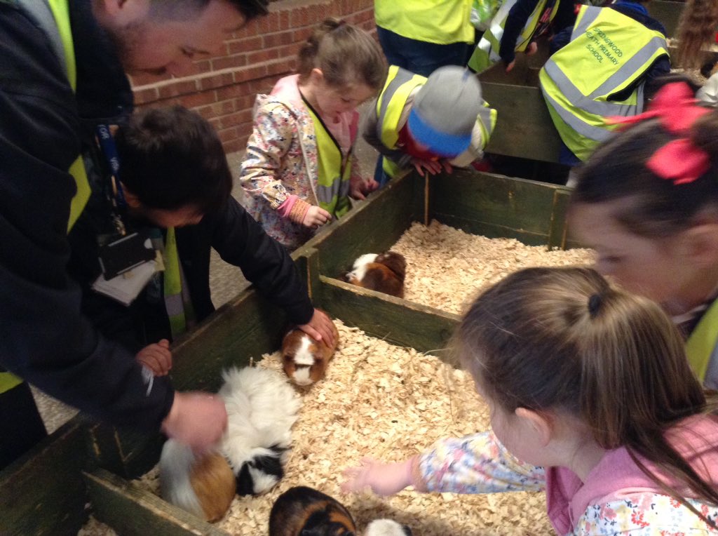 springwoodfs's tweet image. Time to see the Guinea pigs! #swhdaysout