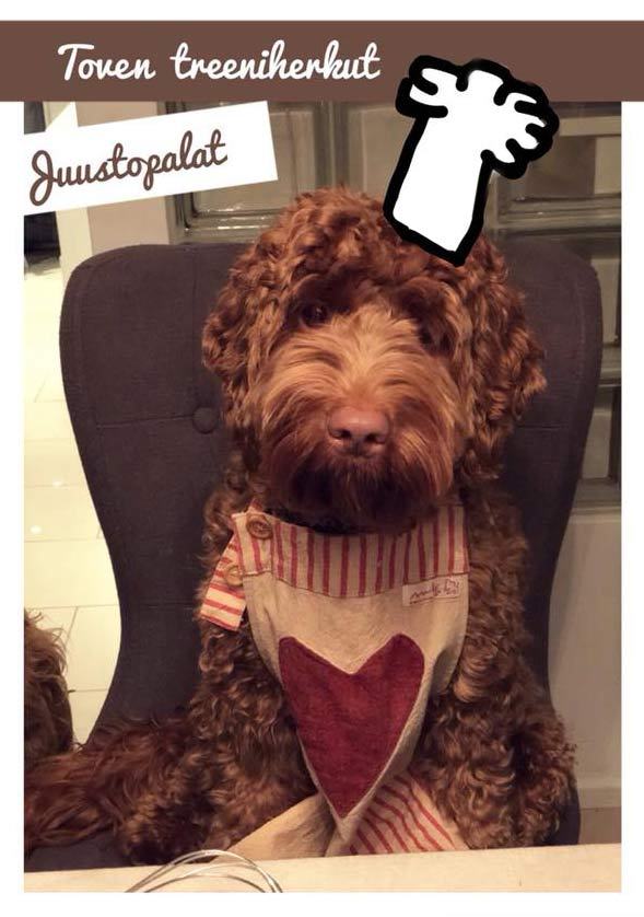 Labradoodles_T's tweet photo. Koiran koulutusnami reseptit! Tee itse treeniherkut! https://t.co/sCWUSvZPbo #reseptit #koiran #treeniherkut #koulutusnamit @Labradoodles_T https://t.co/RZaPf1YbAH