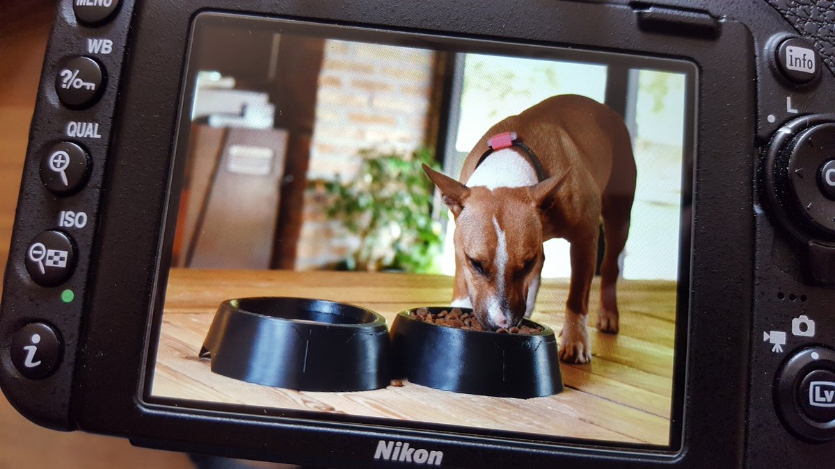 Actijoy's tweet photo. @Anie_Actijoy is truly enjoying testing of Actijoy WiFi Food &amp; Water Bowls.🐶 #dogproduct #smartbowl #prototyp #minibully #actijoy https://t.co/ZrGkUwIdPR