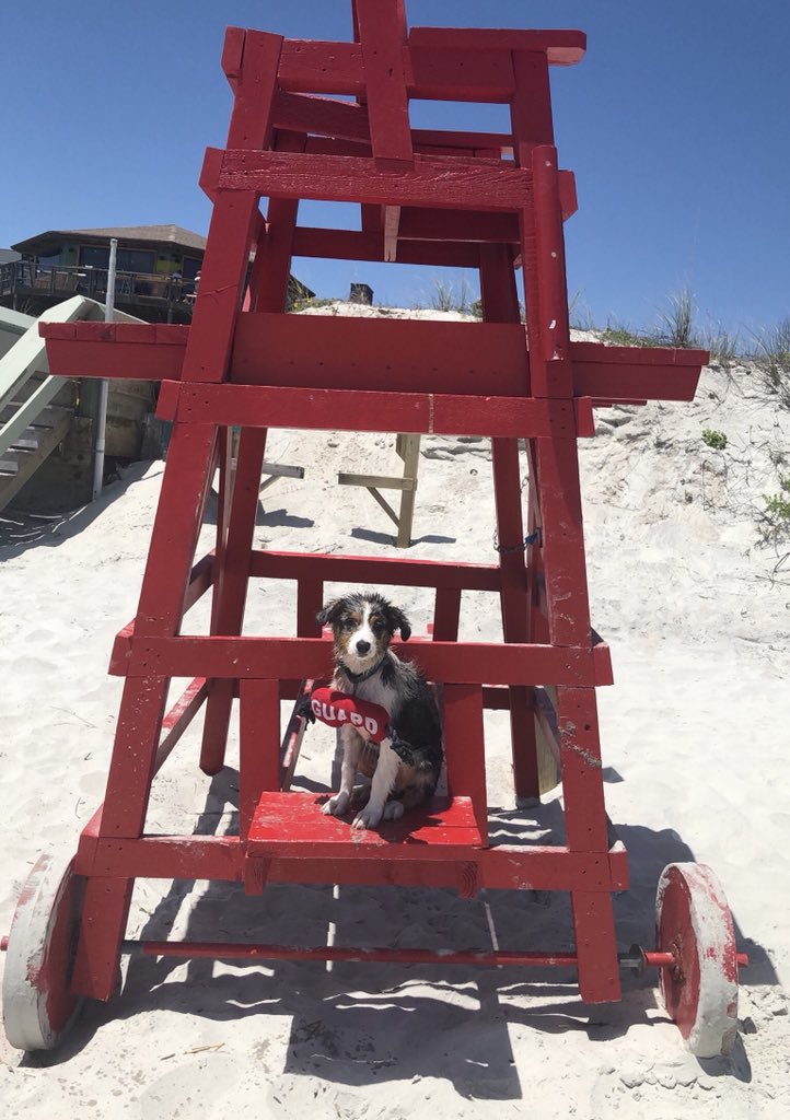 TerrellKealey's tweet photo. although it might not look like it, sawyer had a GR8 time at the beach ❤️@jjustnic❤️ https://t.co/ixuCnCLYBf