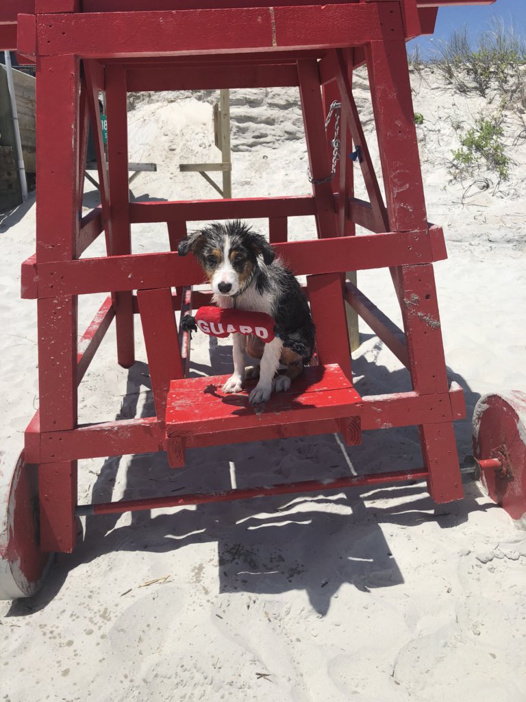 TerrellKealey's tweet photo. although it might not look like it, sawyer had a GR8 time at the beach ❤️@jjustnic❤️ https://t.co/ixuCnCLYBf