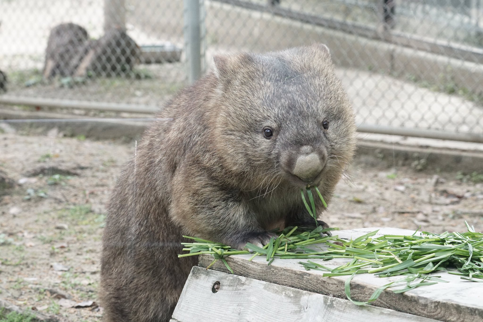 Tanukist ヒメウォンバットのフクくん 青草もぐもぐ 爪が鋭い 五月山動物園 ヒメウォンバット Wonbat T Co S91robyyiw Twitter
