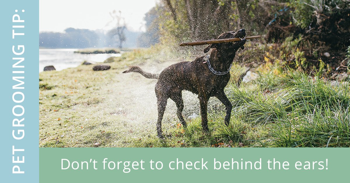 ChonaShears1's tweet photo. Fleas and ticks thrive in the summertime, so check for ticks after going for walks in wooded or grassy areas, especially around your dogโs head and ears. #petgrooming #fleafree #pets https://t.co/KyEQctLiY3
