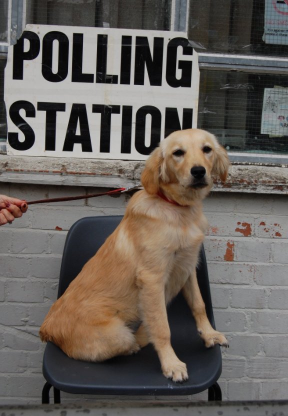 ...and don't forget to stay up-to-date on your local pawlicies! #dogsatpollingstations