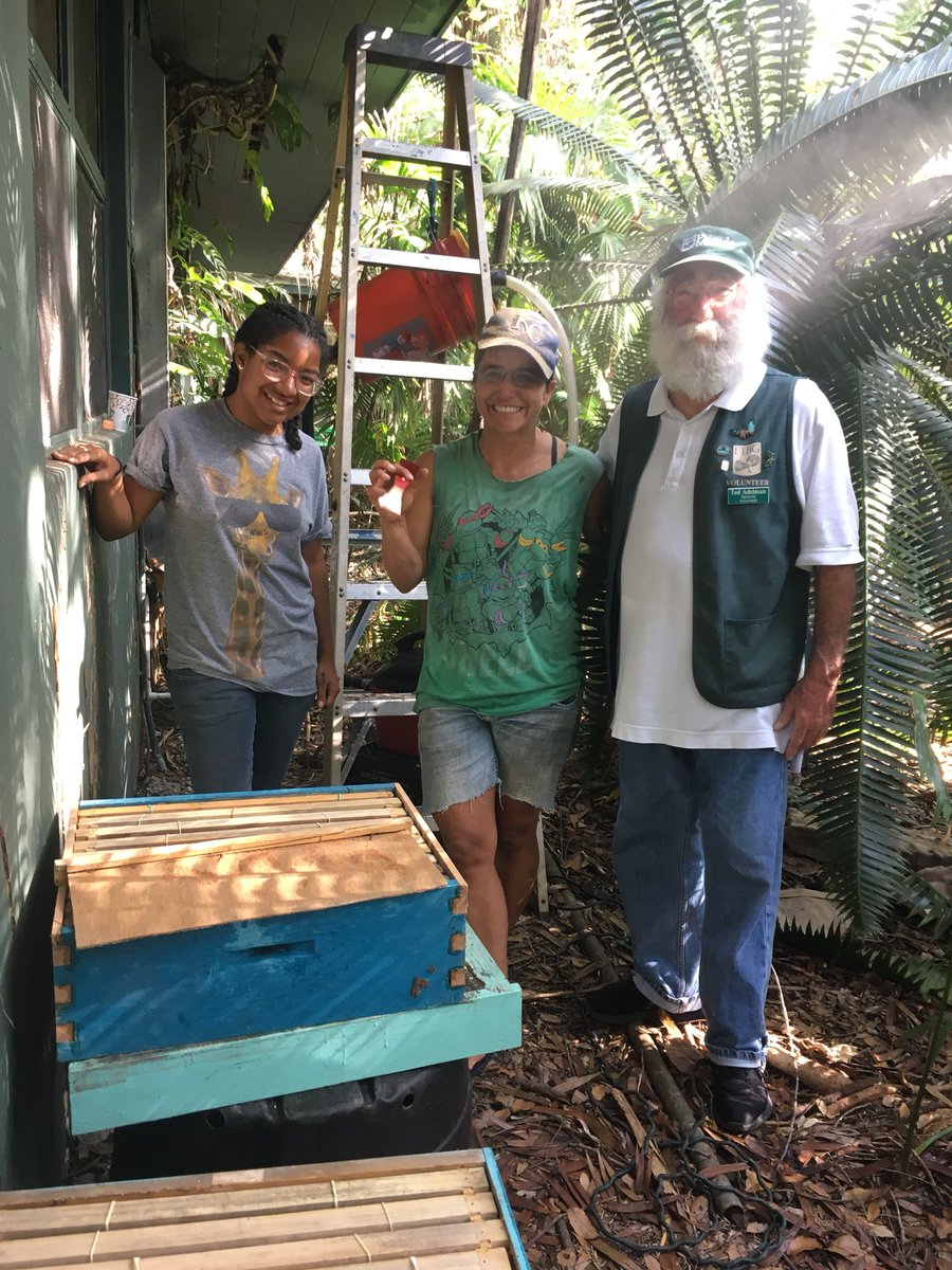 kiki_mutis's tweet photo. Live bee removal thanks to #combcutters - Rebecca Wood and Ana @FairchildGarden. Two small hives in the horticulture building. https://t.co/MggFWwmkJ2