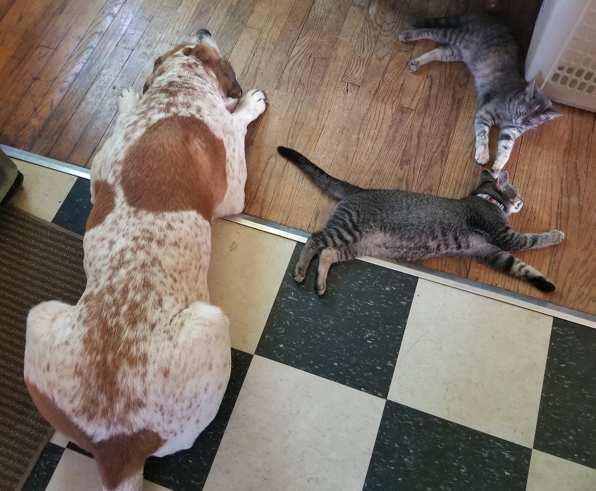 Prairie_Bayou's tweet photo. Nap time. Now that breakfast is over. #cats #dogs #stbernardmix #saintbernard #dogsoftwitter #CatsOfTwitter https://t.co/92eXCFfMhv