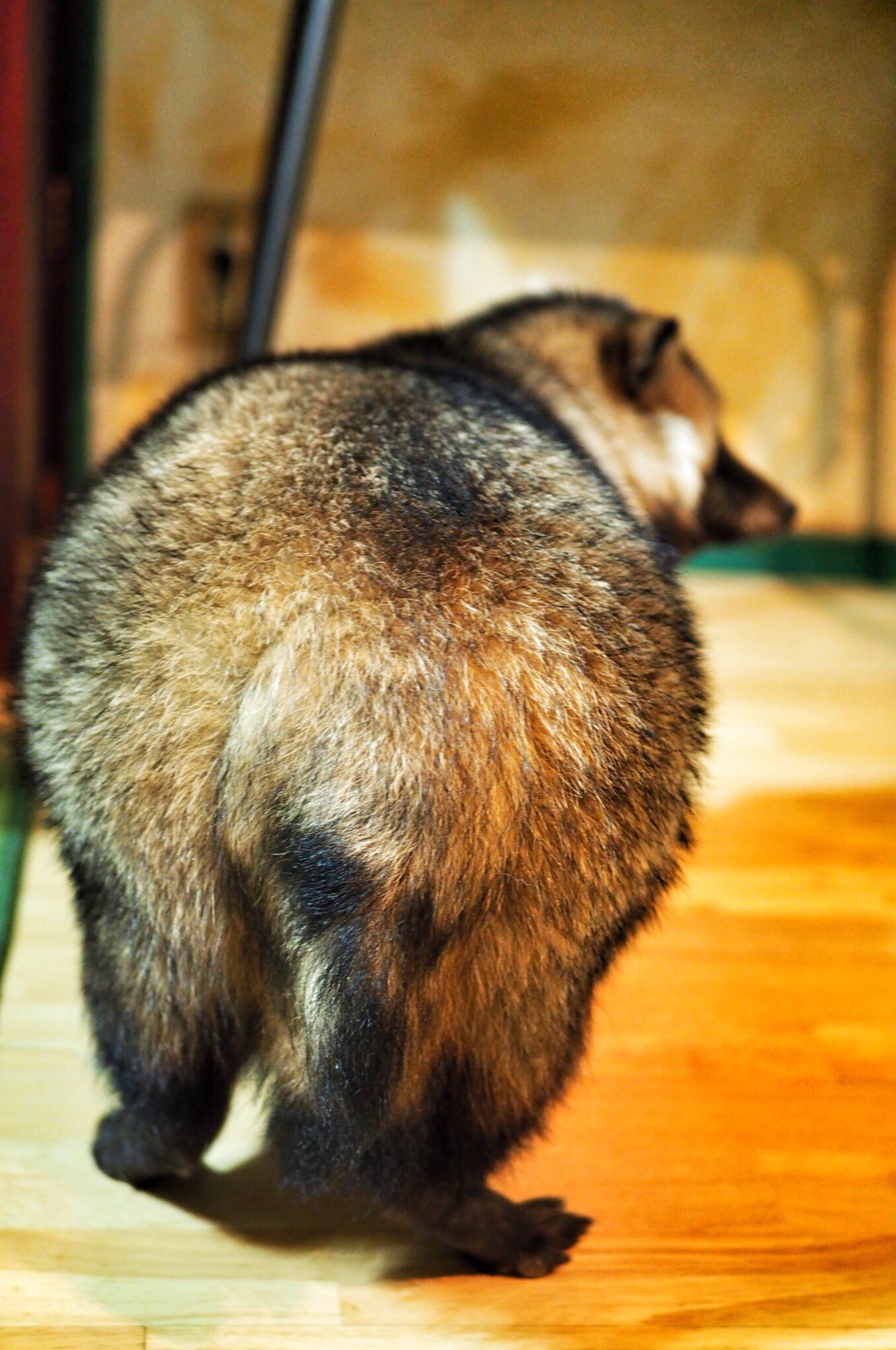 Gigio on X: (´・ω・`) タヌキのフワフワもふもふ柔らかお尻！ たぬき たぬキック キックボクシング とろケツたぬきのキンタ君  もふもふモフモフ t.coRkWJGcQzpD  X