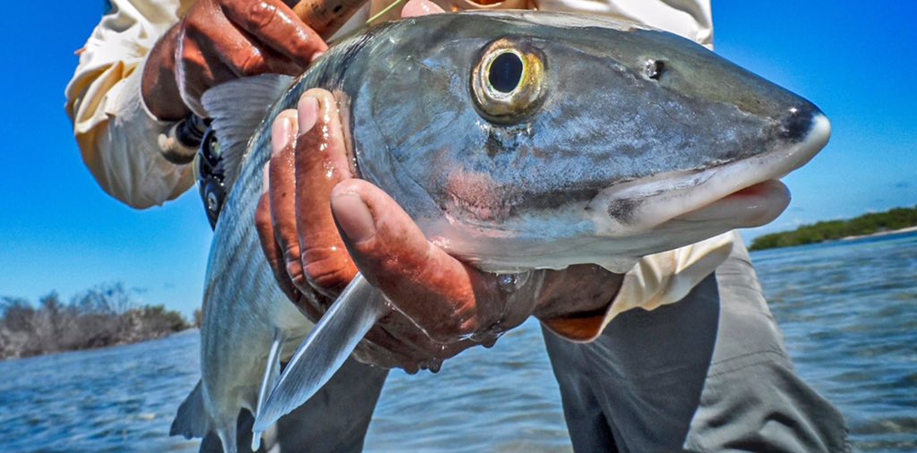 pointerfishing's tweet image. Join Us in Our Next Adventures!

pointerflyfishing.com
pointeroutfitters.com

#PointerFlyFishing #AroundTheWorld #CatchAndRelease