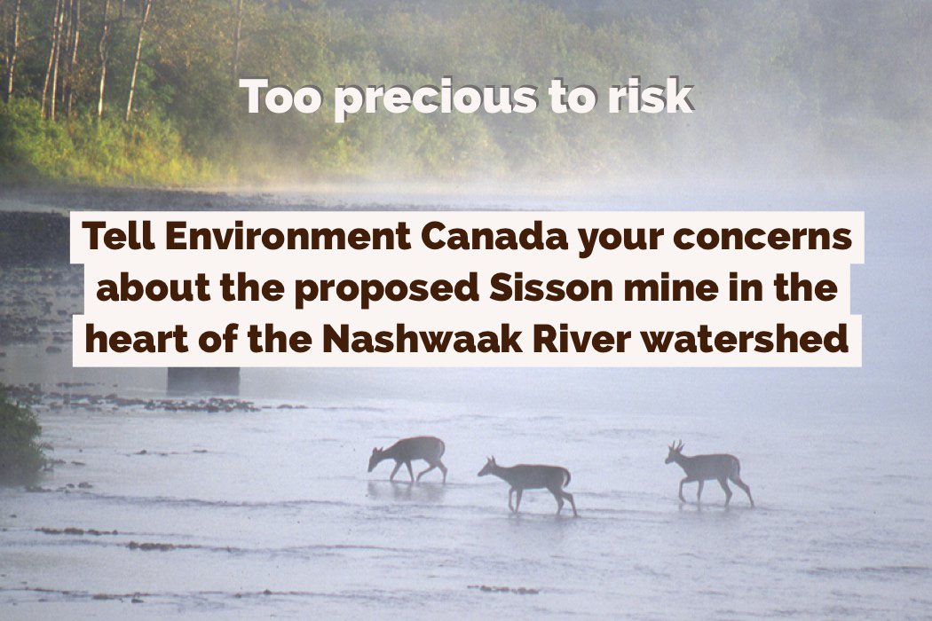 cc_nb's tweet photo. 🐟🐟🐟 ATTENTION! It's the last day to voice your concern over the destruction of salmon and trout brooks in the pristine #Nashwaak River watershed. We've made it easy to have your say → https://t.co/QVvkBpP7yS #sissonmine #eauNBwater #nbwater https://t.co/D123qEJKXj