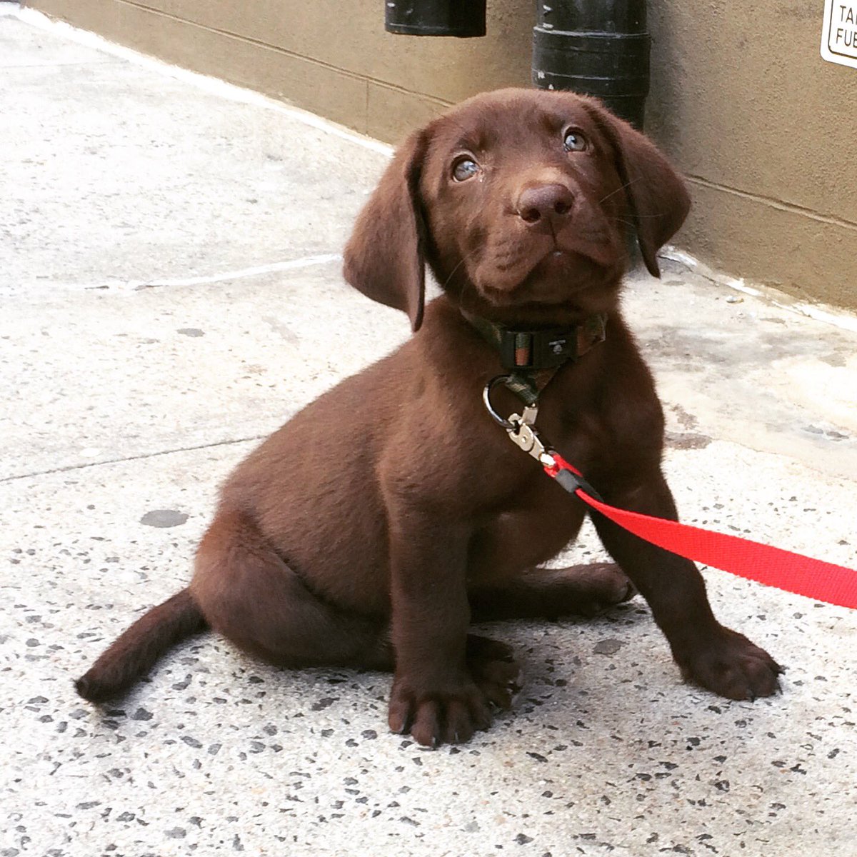 6 week old chocolate lab puppy