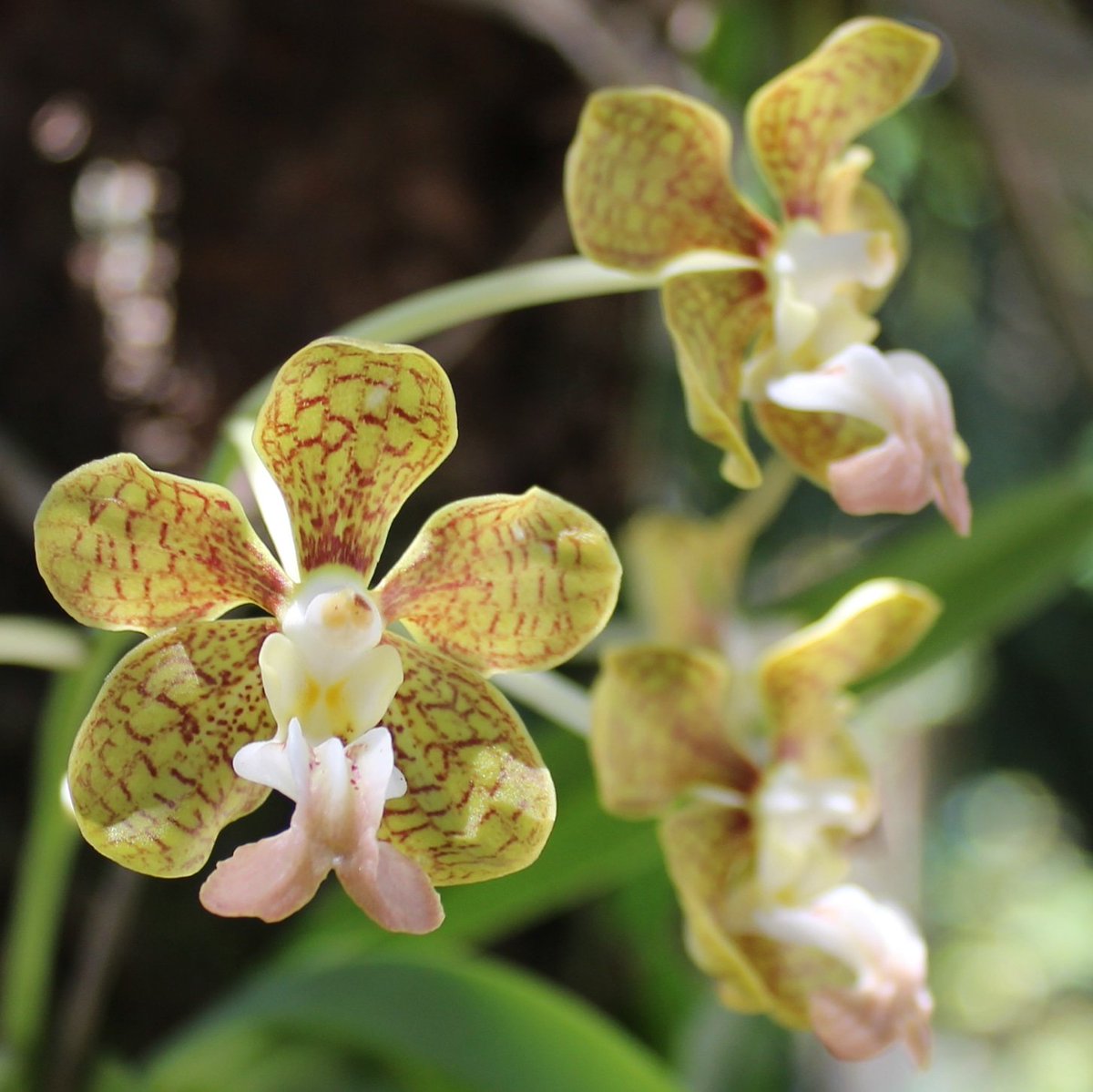 Be kind...even on your bad days #trytrytry
{ orchid flower from my garden }