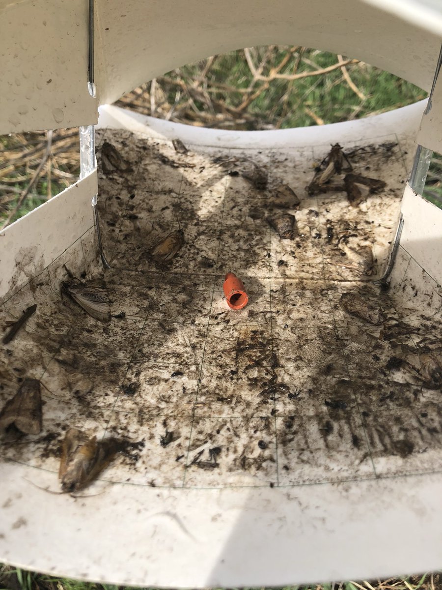 JimDonnelly1's tweet photo. And that makes an intense capture. 14 in one night in Lee Co.”. Start the clock... #bcw #ipm @ILPestSurvey https://t.co/g17ffz3yWo
